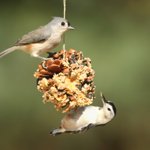 bird feeder