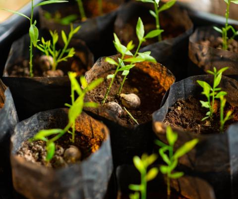 seedlings in dirt