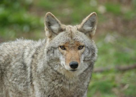 Eastern Coyote