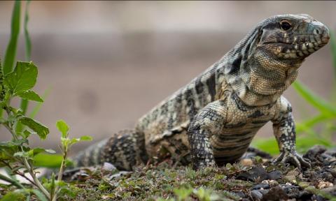 Tegu