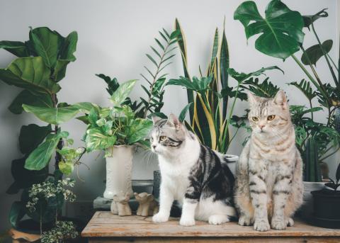 two cats in front of houseplants