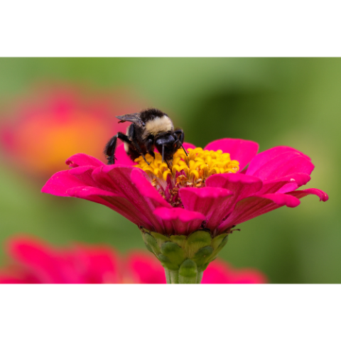 pollinator friendly