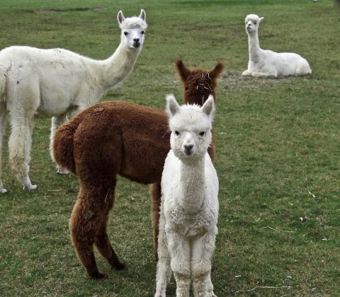 alpacas