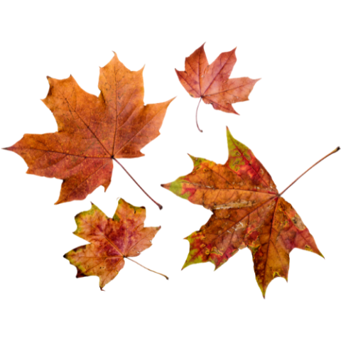 autumn leaves