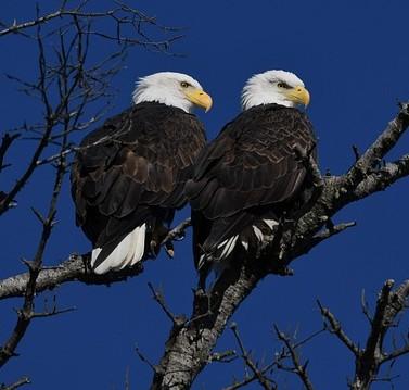 Two eagles on a branch.
