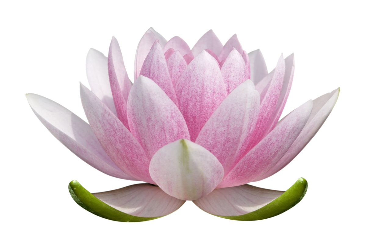 lotus