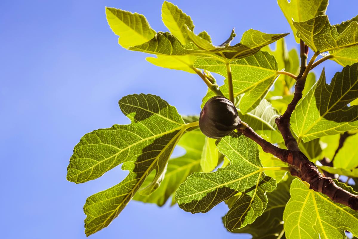 fig tree