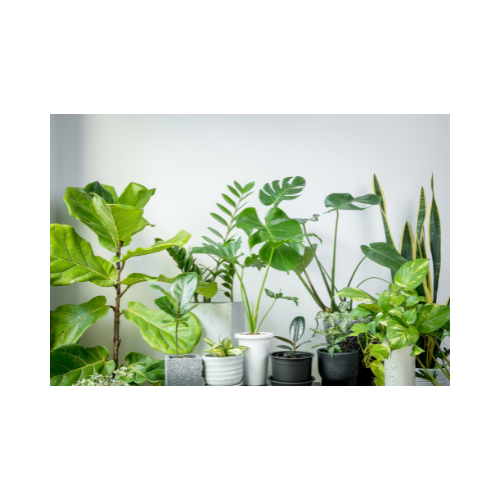 Multiple Houseplants