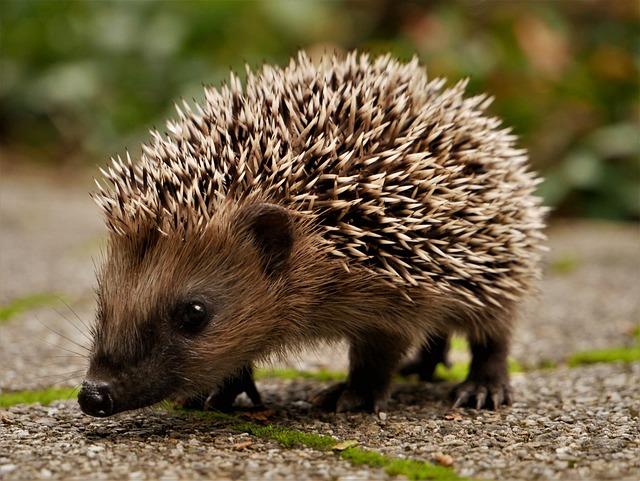 Hedgehog