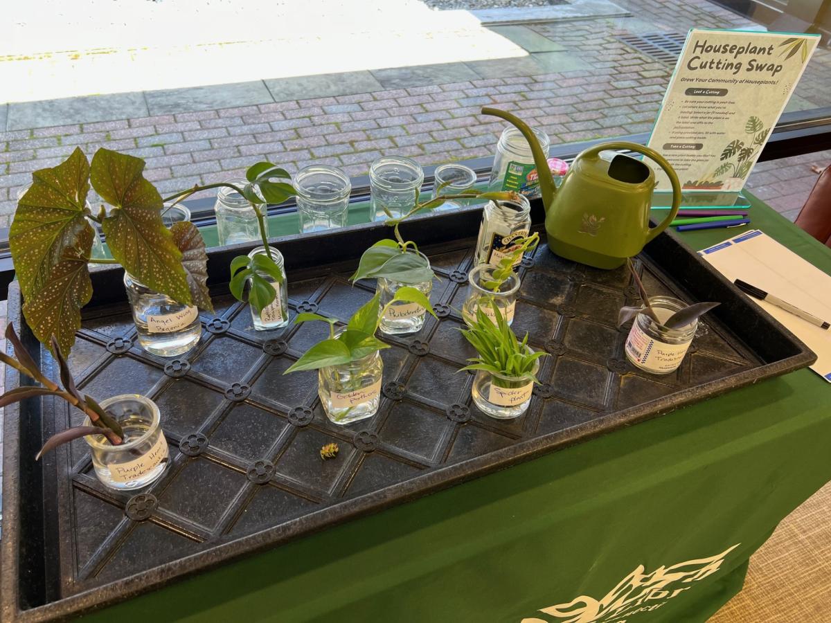 Plant Cuttings in Jars