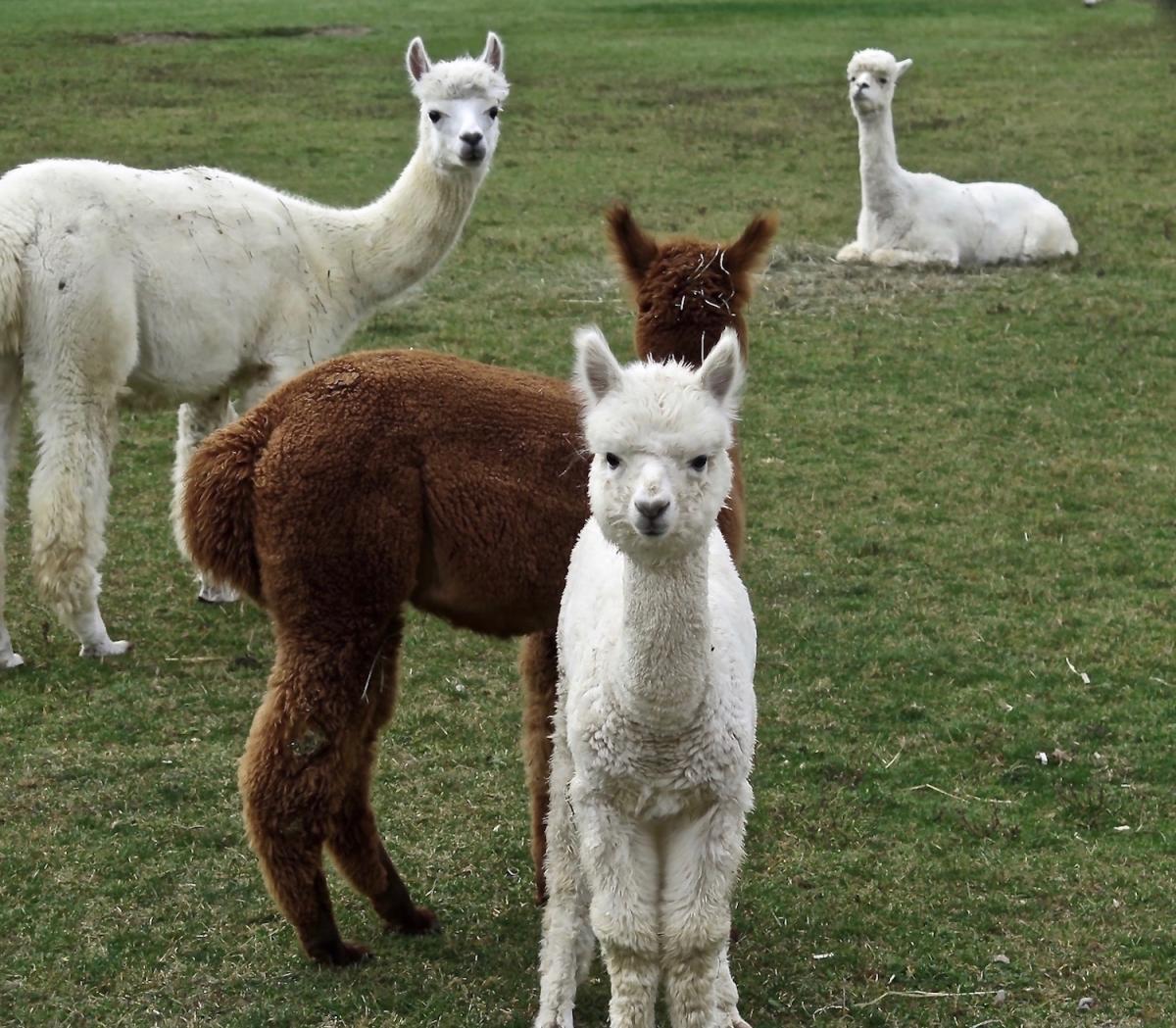 alpacas